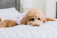 Load image into Gallery viewer, TUTTI FRUITY - Pet&#39;s One Piece Matching Pyjama Set
