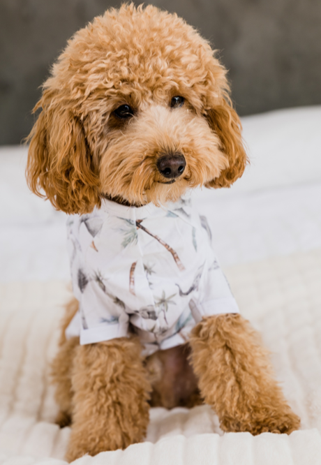 SAFARI - Pet's One Piece Matching Pyjama Set